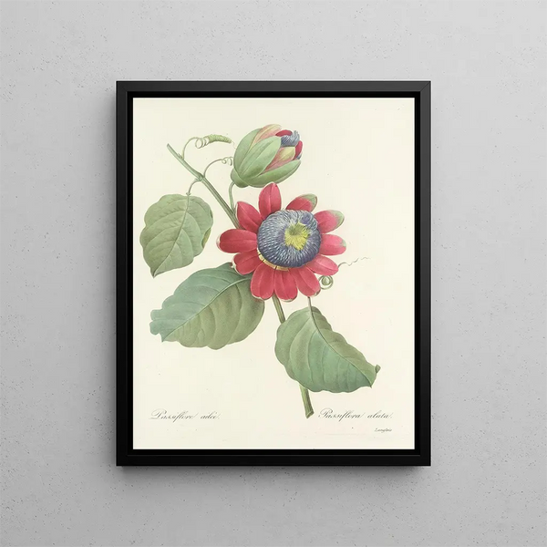 Pierre Joseph Redout - Choix des plus belles fleurs pl 061.webp