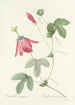 Choice of the Most Beautiful Flowers pl 062 - Pierre Joseph Redouté — artwork view