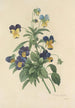 Choice of the Most Beautiful Flowers pl 066 - Pierre Joseph Redouté — artwork view
