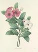 Choice of the Most Beautiful Flowers pl 068 - Pierre Joseph Redouté — artwork view
