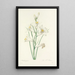 Choice of the Most Beautiful Flowers pl 069 - Pierre Joseph Redouté — framed artwork on a wall