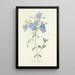Choice of the most beautiful flowers pl 070 - Pierre Joseph Redouté — framed artwork on a wall
