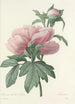 Choice of the Most Beautiful Flowers pl 071 - Pierre Joseph Redouté — artwork view