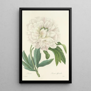 Pierre Joseph Redout - Choix des plus belles fleurs pl 072.webp