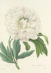 Choice of the Most Beautiful Flowers pl 072 - Pierre Joseph Redouté — artwork view