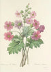 Choice of the Most Beautiful Flowers pl 081 - Pierre Joseph Redouté — artwork view