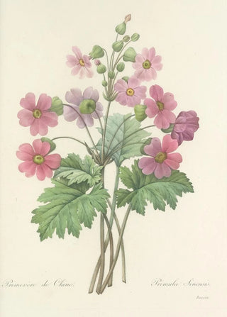 Pierre Joseph Redout - Choix des plus belles fleurs pl 081.webp