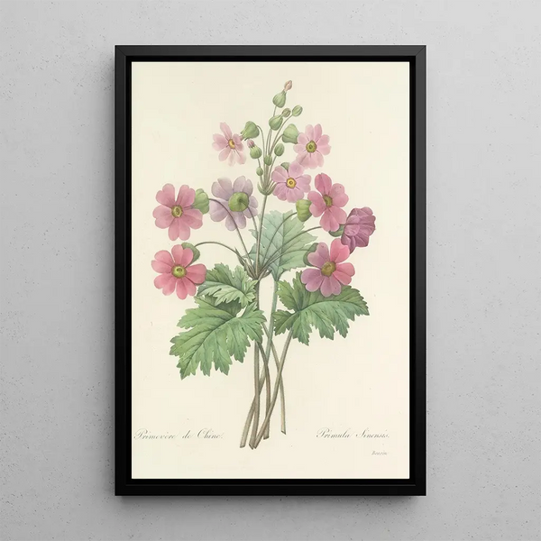 Scelta dei fiori più belli pl 081 - Pierre Joseph Redouté — quadro incorniciato alla parete