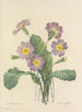 Auswahl der schönsten Blumen pl 082 - Pierre-Joseph Redouté — Ansicht des Kunstwerks