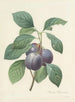 Choice of the Most Beautiful Flowers pl 083 - Pierre Joseph Redouté — artwork view