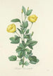 Choice of the Most Beautiful Flowers pl 084 - Pierre Joseph Redouté — artwork view
