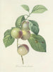 Auswahl der schönsten Blumen pl 085 - Pierre-Joseph Redouté — Ansicht des Kunstwerks