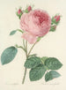 Scelta dei fiori più belli pl 086 - Pierre-Joseph Redouté — vista dell’opera
