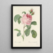 Choice of the Most Beautiful Flowers pl 087 - Pierre Joseph Redouté — framed artwork on a wall
