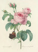 Auswahl der schönsten Blumen pl 088 - Pierre-Joseph Redouté — Ansicht des Kunstwerks