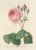 Choice of the Most Beautiful Flowers pl 089 - Pierre Joseph Redouté — artwork view