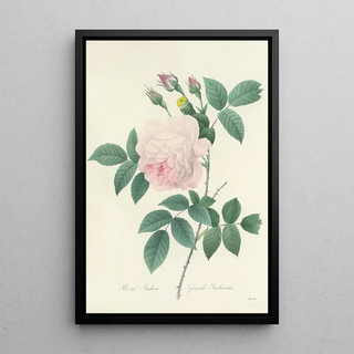 Pierre Joseph Redout - Choix des plus belles fleurs pl 091.webp