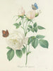 Auswahl der schönsten Blumen pl 092 - Pierre-Joseph Redouté — Ansicht des Kunstwerks