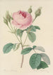Choice of the most beautiful flowers pl 093 - Pierre Joseph Redouté — artwork view