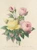 Auswahl der schönsten Blumen pl 094 - Pierre-Joseph Redouté — Ansicht des Kunstwerks