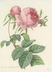 Choice of the Most Beautiful Flowers pl 099 - Pierre Joseph Redouté — artwork view