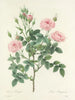 Auswahl der schönsten Blumen pl 101 - Pierre-Joseph Redouté — Ansicht des Kunstwerks