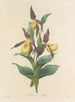Auswahl der schönsten Blumen pl 102 - Pierre-Joseph Redouté — Ansicht des Kunstwerks