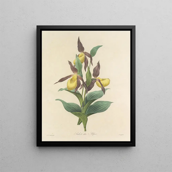 Pierre Joseph Redout - Choix des plus belles fleurs pl 102.webp