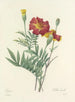 Auswahl der schönsten Blumen pl 104 - Pierre-Joseph Redouté — Ansicht des Kunstwerks