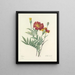 Auswahl der schönsten Blumen pl 104 - Pierre-Joseph Redouté — gerahmtes Bild an der Wand