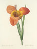 Auswahl der schönsten Blumen pl 105 - Pierre-Joseph Redouté — Ansicht des Kunstwerks