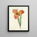 Auswahl der schönsten Blumen pl 105 - Pierre-Joseph Redouté — gerahmtes Bild an der Wand