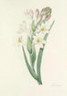Choice of the most beautiful flowers pl 107 - Pierre Joseph Redouté — artwork view
