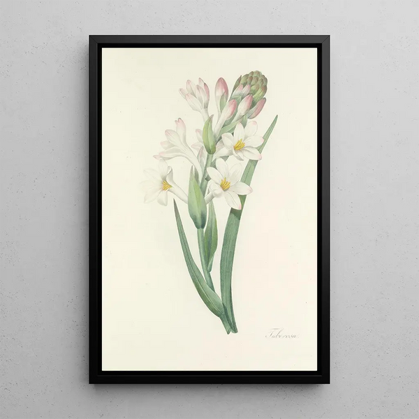 Choix des plus belles fleurs pl 107 - Pierre Joseph Redouté — quadro incorniciato alla parete
