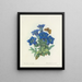 Scelta dei fiori più belli pl 112 - Pierre-Joseph Redouté — quadro incorniciato alla parete