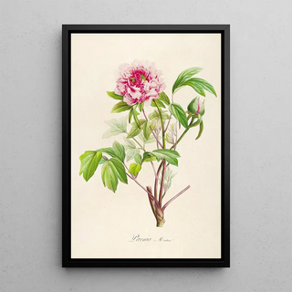 Pierre Joseph Redout - Description des plantes rares cultivees a Malmaison et a Navarre Pl01.webp