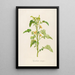 Description of rare cultivated plants at Malmaison and Navarre Pl06 - Pierre Joseph Redouté — framed artwork on a wall