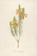 Description of rare cultivated plants at Malmaison and Navarre Pl10 - Pierre Joseph Redouté — artwork view