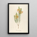 Description of rare cultivated plants at Malmaison and Navarre Pl10 - Pierre Joseph Redouté — framed artwork on a wall