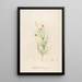 Description of rare cultivated plants at Malmaison and Navarre Pl11 - Pierre Joseph Redouté — framed artwork on a wall