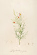 Description of rare cultivated plants at Malmaison and Navarre Pl11 - Pierre Joseph Redouté — artwork view