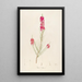 Description des plantes rares cultivées à Malmaison et à Navarre Pl16 - Pierre Joseph Redouté — quadro incorniciato alla parete
