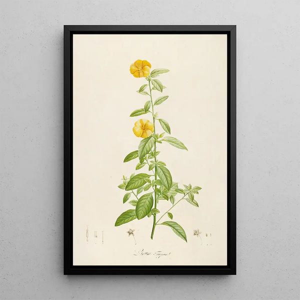 Pierre Joseph Redout - Description des plantes rares cultivees a Malmaison et a Navarre Pl17.webp