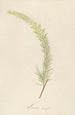 Description of rare cultivated plants at Malmaison and Navarre Pl19 - Pierre Joseph Redouté — artwork view