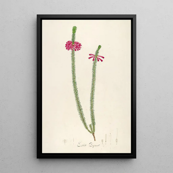 Pierre Joseph Redout - Description des plantes rares cultivees a Malmaison et a Navarre Pl28.webp