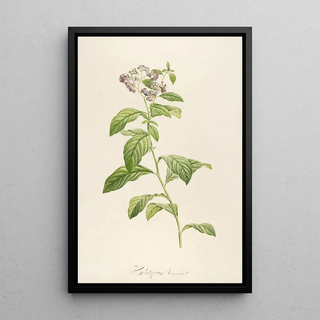 Pierre Joseph Redout - Description des plantes rares cultivees a Malmaison et a Navarre Pl32.webp