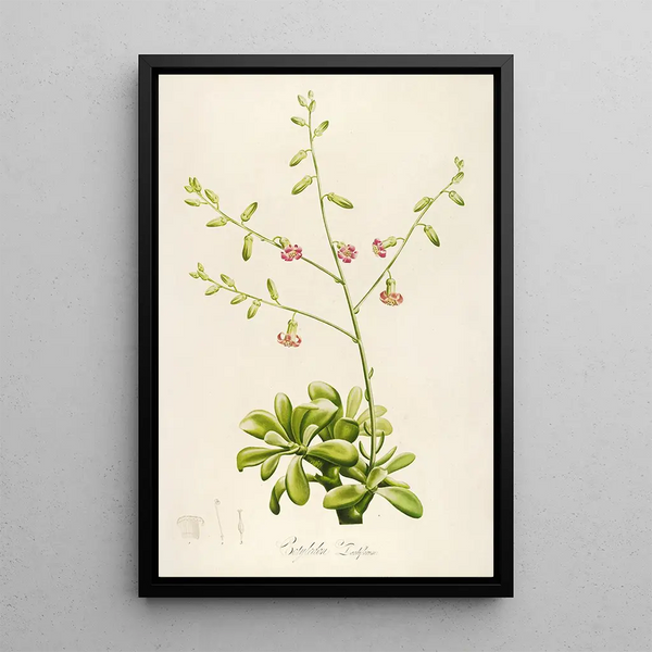 Pierre Joseph Redout - Description des plantes rares cultivees a Malmaison et a Navarre Pl37.webp