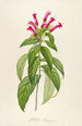 Description des plantes rares cultivées à Malmaison et à Navarre Pl39 - Pierre Joseph Redouté — vista dell’opera