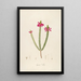 Description of rare cultivated plants at Malmaison and Navarre Pl43 - Pierre Joseph Redouté — framed artwork on a wall