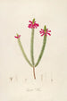 Description of rare cultivated plants at Malmaison and Navarre Pl43 - Pierre Joseph Redouté — artwork view